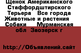 Щенок Американского Стаффордштирского Терьера - Все города Животные и растения » Собаки   . Мурманская обл.,Заозерск г.
